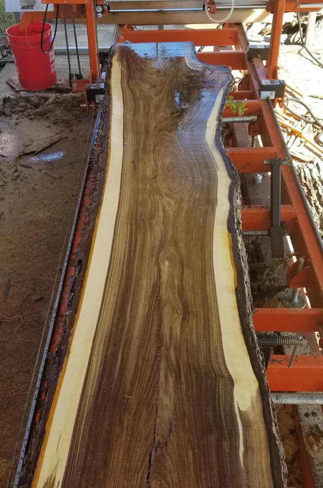 walnut on mizer sawmillhill